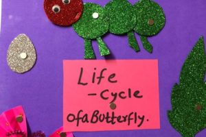 Understanding The life Cycle of a Butterfly